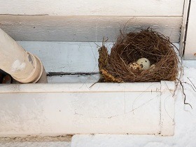 remove birds nest