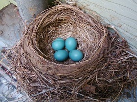 Birds that lay blue eggs