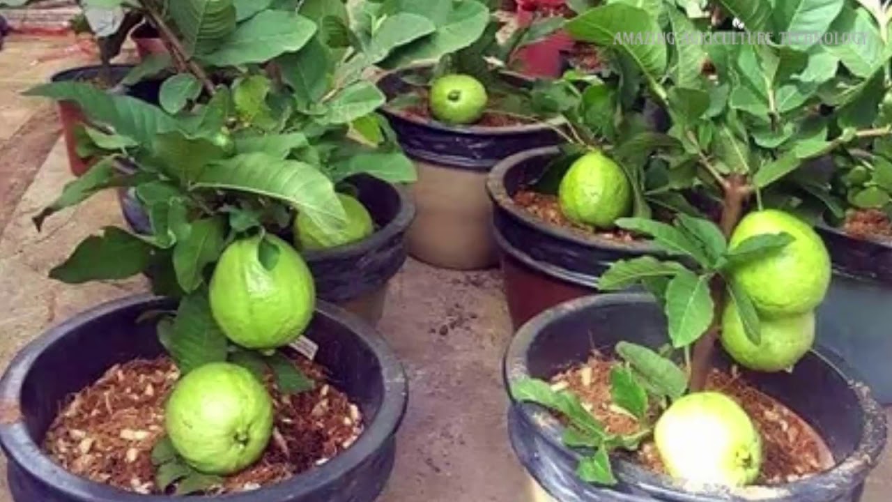 How To Grow Guava From Seed