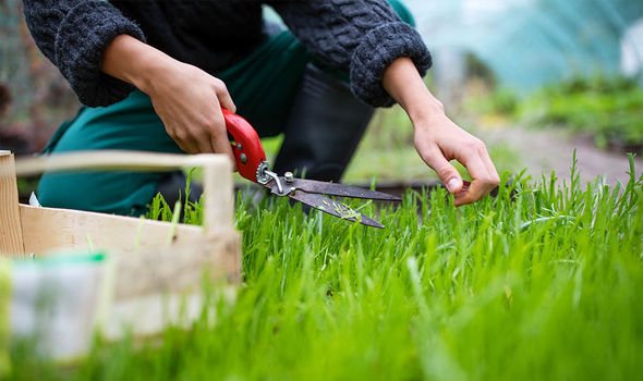 How to Stop Grass Growing in Garden Permanently