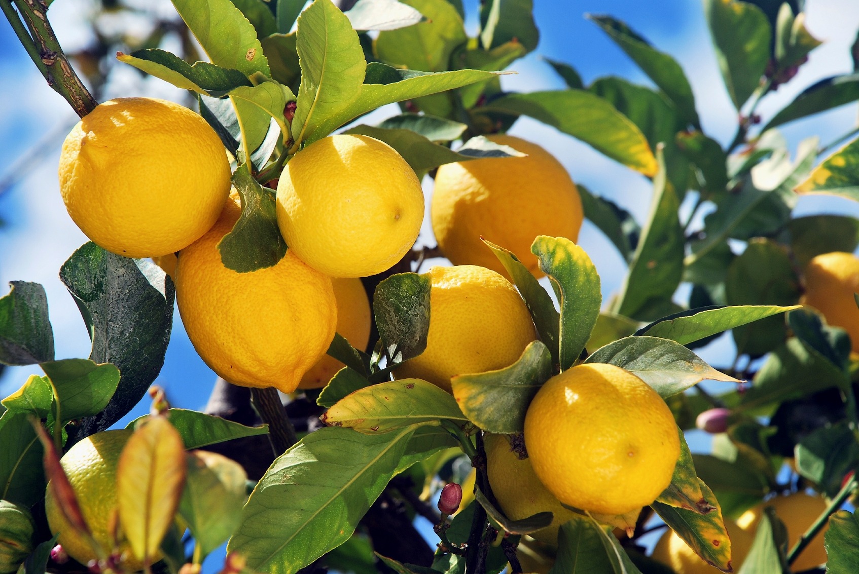 When to Fertilize citrus trees